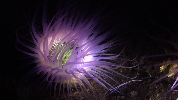 Vivid purple sea anemone illuminated by light during a night dive