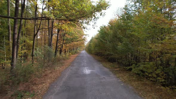 Flight over the forest road on an autumn sunny day. Travel and nature concept