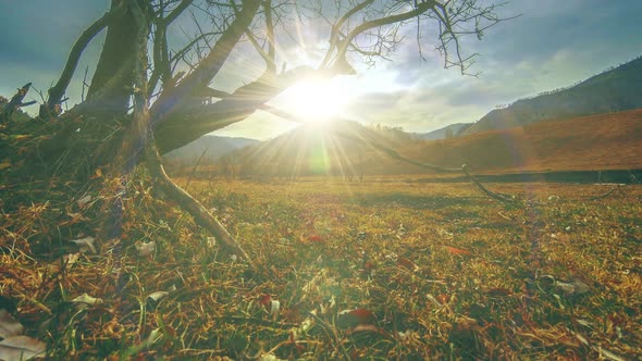 Time Lapse of Death Tree and Dry Yellow Grass at Mountian Landscape with Clouds and Sun Rays