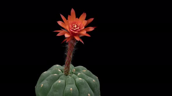 Matucana Colorful Red Flower Timelapse of Blooming Cactus Opening