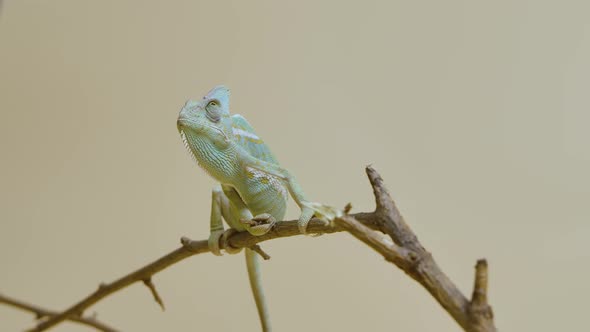 Colorful Chameleon Sits on Branch and Looks Around on Beige Background