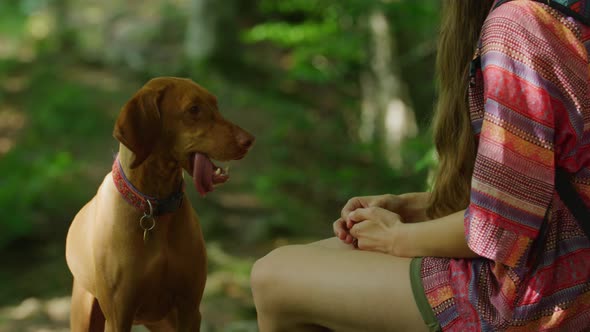 Dog looking at its owner