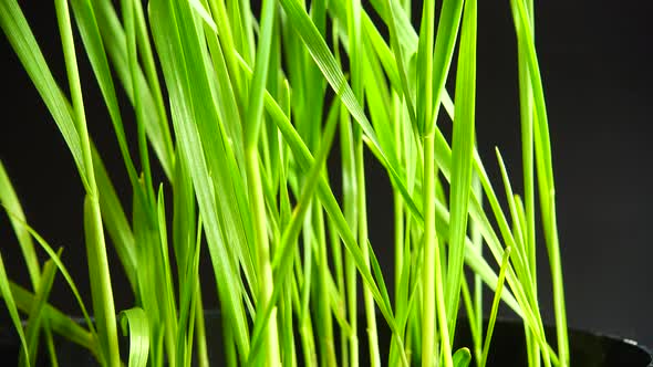 Sprouted grains of wheat on a black background.