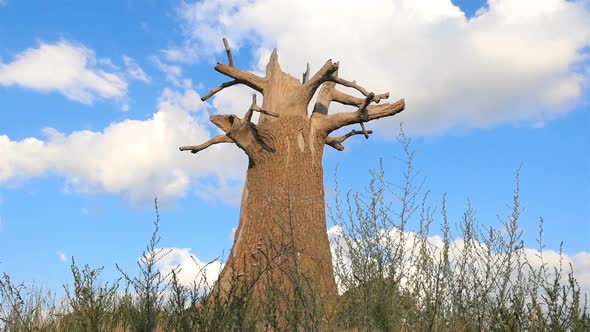 Old dry tree on a background of blue sky. Slow motion