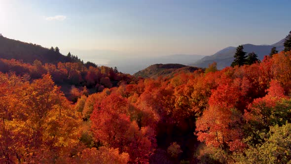 Flying just over the forest trees in vivid autumn colors towards a hazy valley beyond the rugged mou