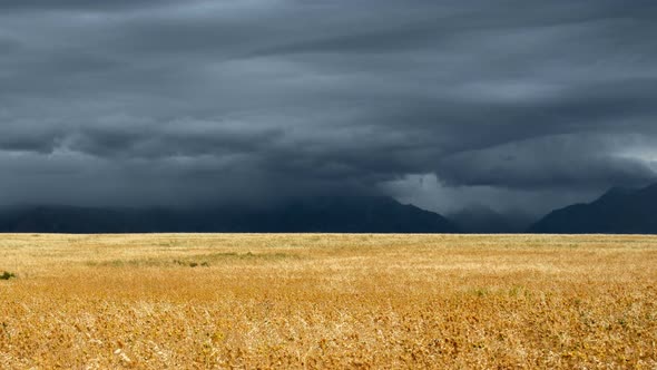 Thunderclouds over crops