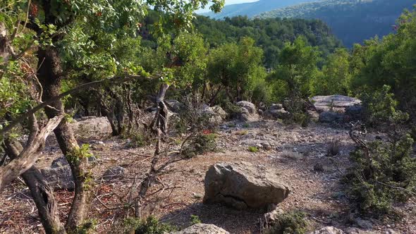 Rocky Hill in the Forest