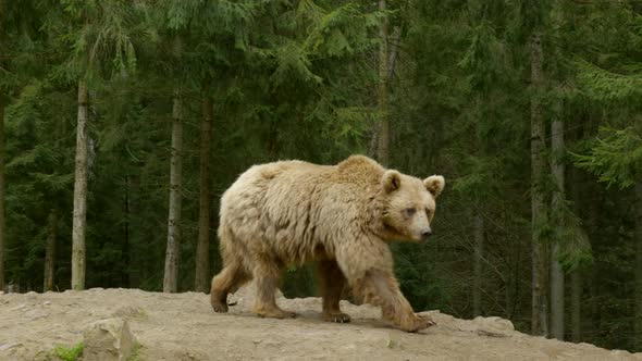 A Big Brown Bear in the Forest