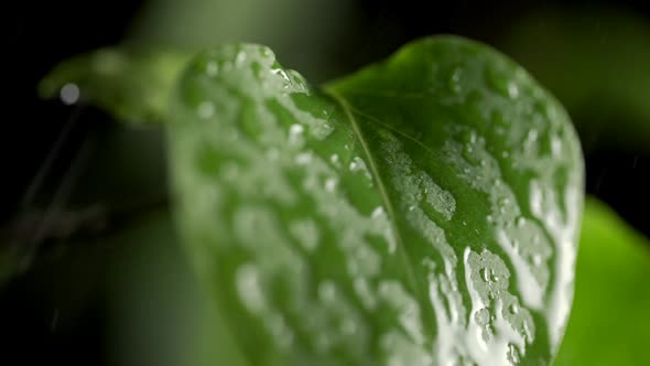 Rain is Falling on Fresh Green Leaf