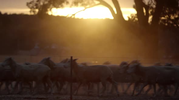 Static locked down shot of flock of sheep running past fence during golden sunset light, defocused t