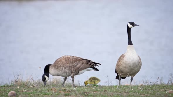 Canada Geese couple with newly hatched gosling