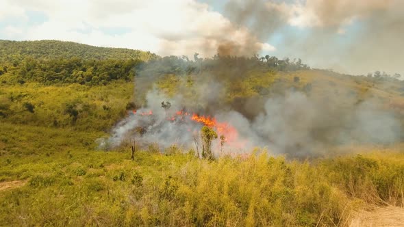 Fire in a Tropical Bush