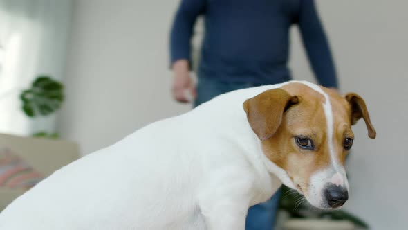 Dog Jack Russell Terrier Is In A Residential Home Around It Moves Camera