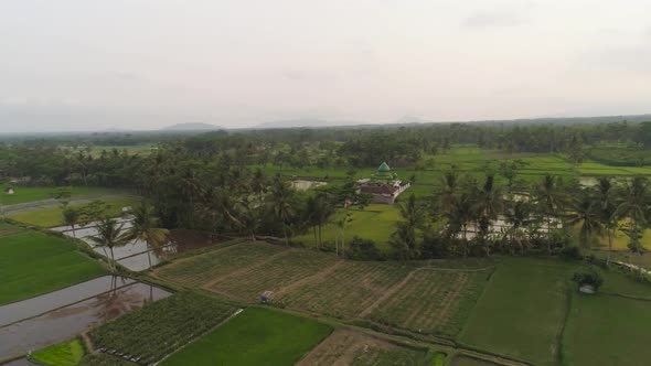 Mosque Among Rice Fields Java Indonesia