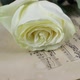 White Rose And Vintage Sheet Music Rotating - VideoHive Item for Sale