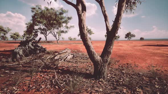 Acacias Trees in the Landscape of Tanzania with Clouds in the Sky