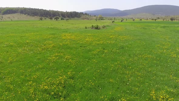Yellow Flowers on the Flat Pasture
