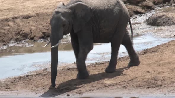 Pair of African Elephants drinking at a watering hole