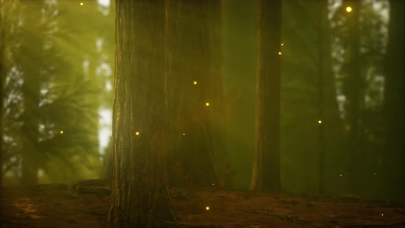 Firefly in Misty Forest with Fog