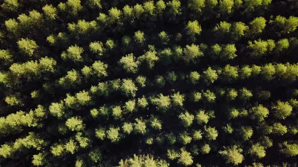 Aerial view of Eucalyptus plantation, drone, bird's eye