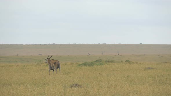 Common eland walking