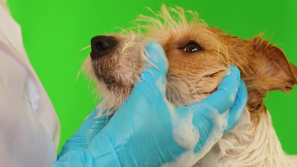 A girl in blue gloves washes the dog's face. Isolated on green background