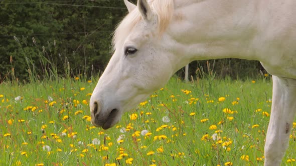 White Grazing Horse Walking on the Pasture with Dandelions in Spring Time