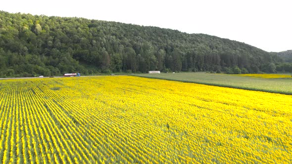 Aerial View of Country Road with Truck and Cars Near Sunflower Field