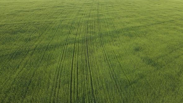 Horizontal Wide Angle Aerial Drone View of a Green Wheat Field