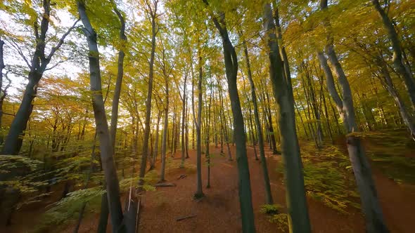 Smooth Flight Between Trees in a Fabulous Autumn Forest at Sunset