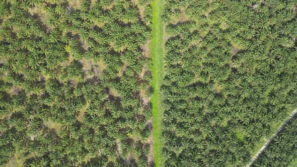 Aerial View of The Palm Oil Estates