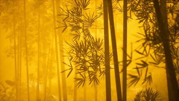 Asian Bamboo Forest with Morning Fog