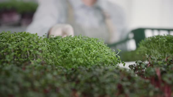 Growing Home Plants Female Hands Puts Container with Micro Green Sprouts From Shelf of Rack Closeup