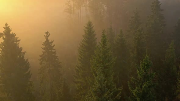 Aerial View of Spruce Trees