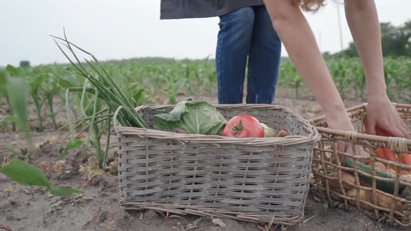 The Farmer Is Holding a Box of Organic Vegetables