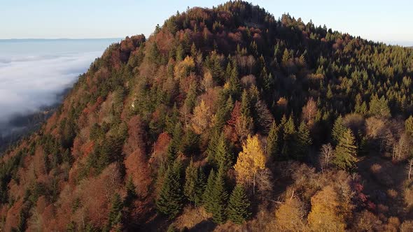 Drone shot ing backwards) of a Mountain covered in a Colourful Autumn Forest