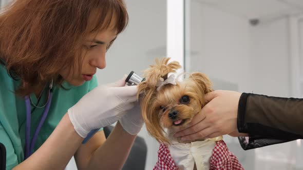 Female Vet Examining Ears of Yorkshire Terrier