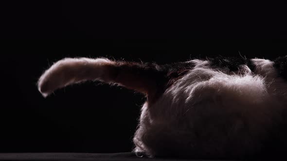 Side View of a Trained Fox Terrier Wagging Its Tail. Only Half of the Dog Is Visible in a Dark