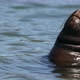 South American sea lion - VideoHive Item for Sale