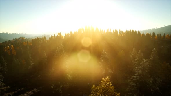 Aerial View of the Beautiful Autumn Forest at Sunset with Green Pine Trees