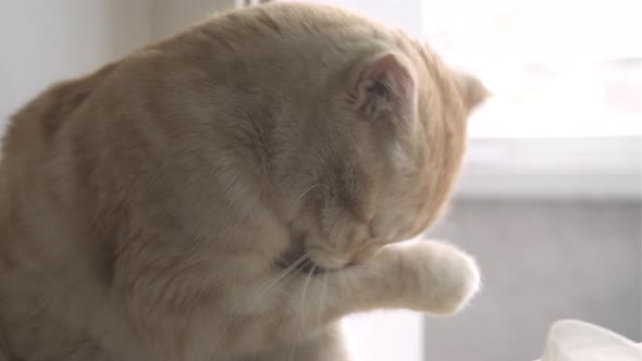 Cute Red Scottish Fold Cat Sitting on Windowsill and Licks