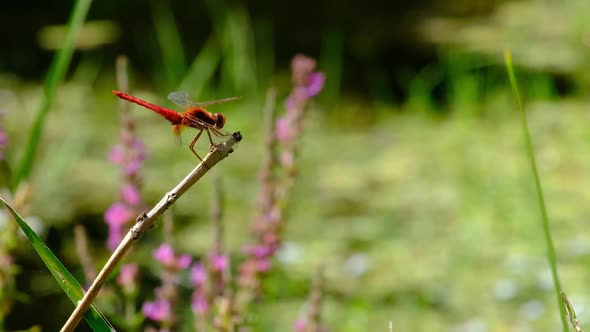 Red Dragonfly on a Branch in Green Nature By the River Closeup