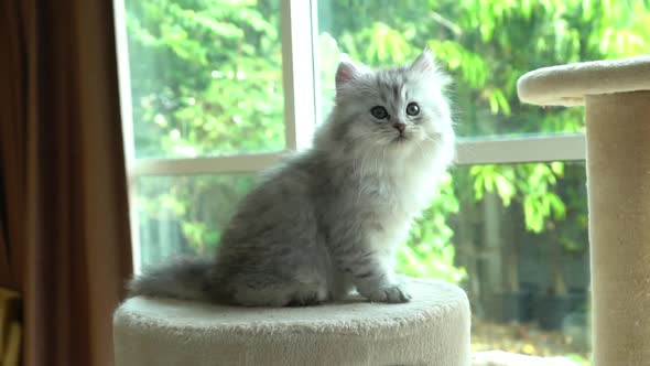 Cute Persian Kitten Playing On Cat Tower