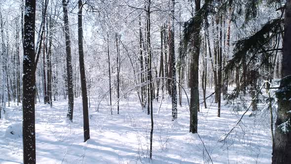 Flying Between the Trees in Snowy Forest Winter