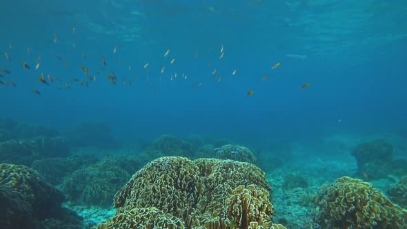 Underwater Corals World of Similan Islands