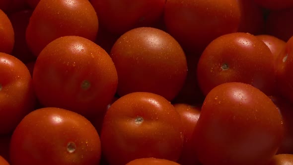 Tomatoes Are Kept Fresh In Fine Water Spray