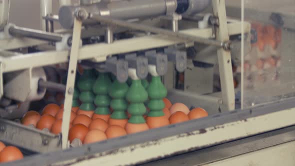 Eggs moving on the production line