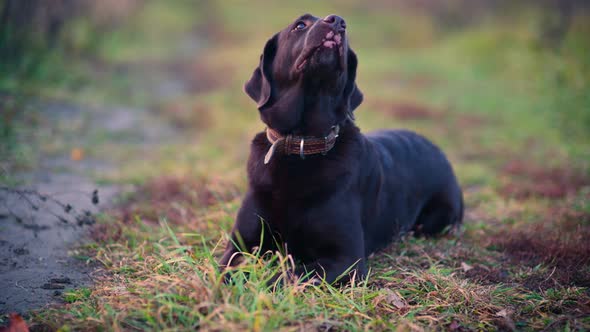 A brown labrador lies on a country road in an autumn evening