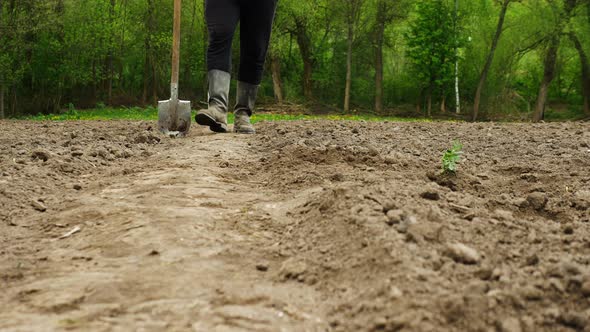 The Farmer Walks Through The Black Soil With A Shovel In His Hands. Parts Of The Feet Of A Farmer