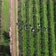 Workers Picking Blueberries in Blueberry Farm 4k - VideoHive Item for Sale